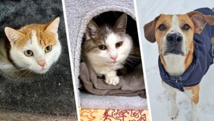 Ob die Katzen Neville und Elisabeth oder Hündin Lucy, sie alle suchen einen schönen Platz zum ...