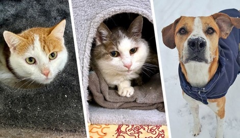 Ob die Katzen Neville und Elisabeth oder Hündin Lucy, sie alle suchen einen schönen Platz zum ...