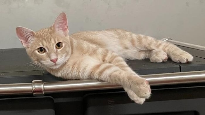 Wer hat Samy gesehen?