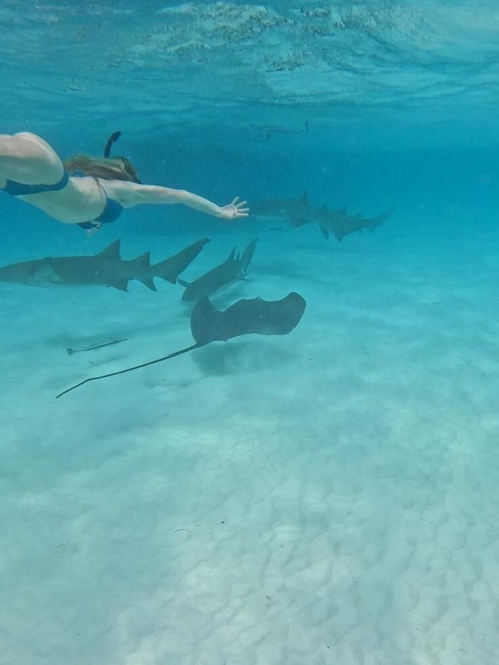 Schwimmen mit Ammenhaien und Stachelrochen – ein unvergessliches Erlebnis!