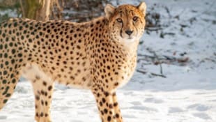 Er soll das Gepardenrudel vergrößern: Männchen Visoke.