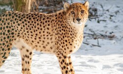 Er soll das Gepardenrudel vergrößern: Männchen Visoke.