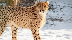 Er soll das Gepardenrudel vergrößern: Männchen Visoke.