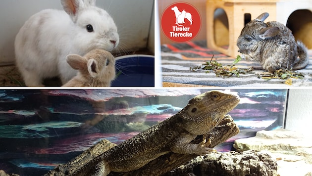 Wir alle wünschen uns ein feines Plätzchen!