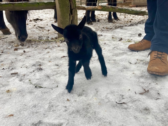 Die kleine Susi wird per Hand aufgezogen. Sie ist die ständige Begleiterin von Andreas Andert.