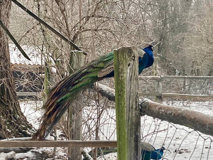 Auch Pfaue gibt‘s einige im Tierpark. Sie sind frei unterwegs.