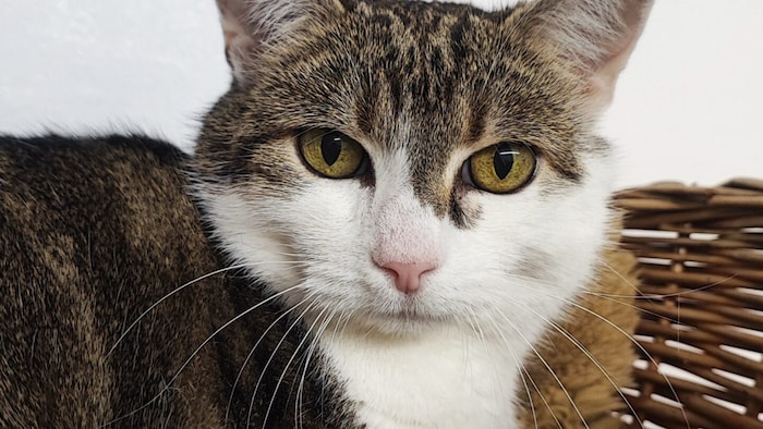 Ruhiges Kätzchen wünscht sich tolle Besitzer!