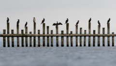 Hungrig und zahlreich: Kormorane am Bodensee. 