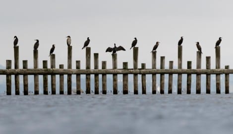 Hungrig und zahlreich: Kormorane am Bodensee. 