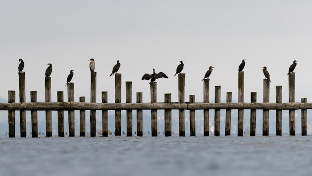 Hungrig und zahlreich: Kormorane am Bodensee.