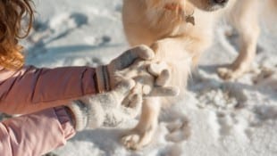 Worauf Hundebesitzer jetzt achten sollten.