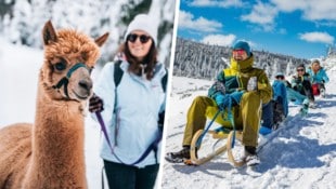 Alpakawanderungen, Rodelpartien oder traumhafte Winterwanderungen – momentan gibt es in ...