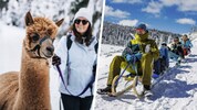 Alpakawanderungen, Rodelpartien oder traumhafte Winterwanderungen – momentan gibt es in ...