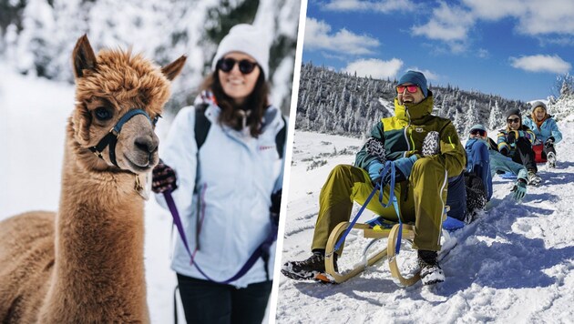 Alpakawanderungen, Rodelpartien oder traumhafte Winterwanderungen – momentan gibt es in ...