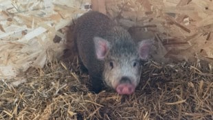 Auch dieses Ferkel war in der Kälte auf sich allein gestellt.