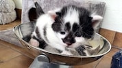 Streuner, der einst beim Verein Waldviertler Streunerkatzen untergekommen ist. Vielerorts ...