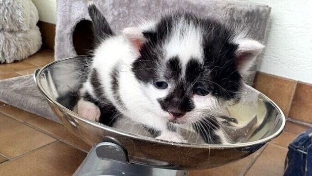 Der Verein Waldviertler Streunerkatzen ist kleiner regionaler Tierschutzverein, der sich um ...