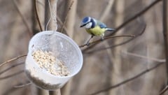 Vogelhäuser und Futterquellen sind im Winter für viele Vögel wichtig.