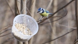 Vogelhäuser und Futterquellen sind im Winter für viele Vögel wichtig.