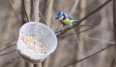 Vogelhäuser und Futterquellen sind im Winter für viele Vögel wichtig.