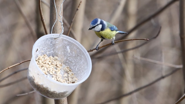 Vogelhäuser und Futterquellen sind im Winter für viele Vögel wichtig.