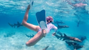 Schwimmen mit Ammenhaien auf den Malediven im Indischen Ozean – ein unvergessliches Erlebnis!