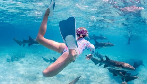 Schwimmen mit Ammenhaien auf den Malediven im Indischen Ozean – ein unvergessliches Erlebnis!