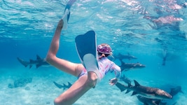 Schwimmen mit Ammenhaien auf den Malediven im Indischen Ozean – ein unvergessliches Erlebnis!