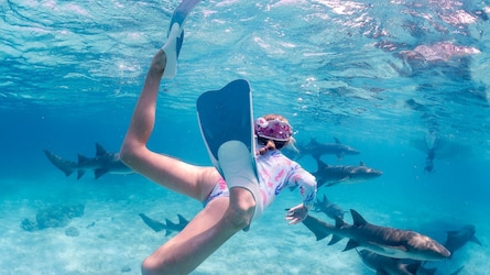 Schwimmen mit Ammenhaien auf den Malediven im Indischen Ozean – ein unvergessliches Erlebnis!