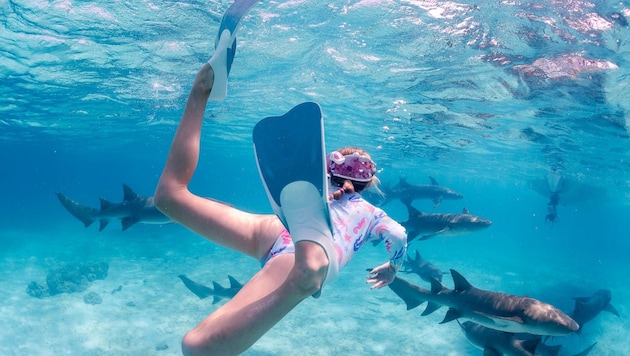 Schwimmen mit Ammenhaien auf den Malediven im Indischen Ozean – ein unvergessliches Erlebnis!