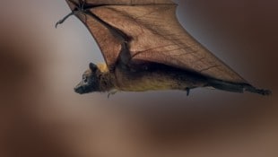 Arme werden zu Flügeln: Beim Flughund sind die Flügel umgebildete Arme. Der verlängerte Unterarm ...