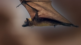 Arme werden zu Flügeln: Beim Flughund sind die Flügel umgebildete Arme. Der verlängerte Unterarm ...