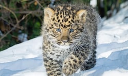 Süßer Nachwuchs bei den Amurleoparden im Tiergarten Schönbrunn.