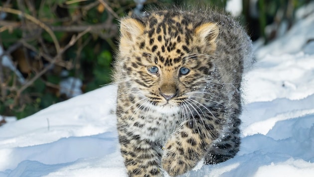 Süßer Nachwuchs bei den Amurleoparden im Tiergarten Schönbrunn.