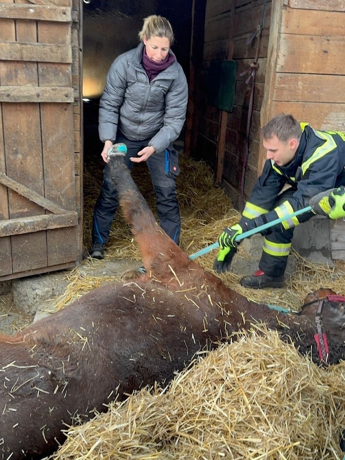Die Einsatzkräfte und die Pferde-Therapeutin unterstützten das Pferd beim Aufstehen.