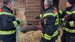 Behutsam wurde das Pferd von den geschulten Feuerwehrmännern aus dem Stall transportiert und auf ...