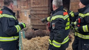 Behutsam wurde das Pferd von den geschulten Feuerwehrmännern aus dem Stall transportiert und auf ...