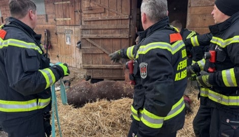 Behutsam wurde das Pferd von den geschulten Feuerwehrmännern aus dem Stall transportiert und auf ...
