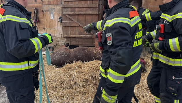 Behutsam wurde das Pferd von den geschulten Feuerwehrmännern aus dem Stall transportiert und auf ...