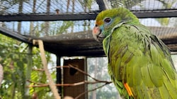 Werden auch Sie Mitglied bei „Team Tierschutz“ und engagieren sich ehrenamtlich im Tierschutz. 