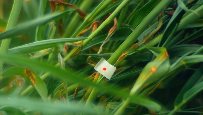 Verena Paravel macht mit „Cosmofonia“ unbekannte Klänge aus der Natur hörbar