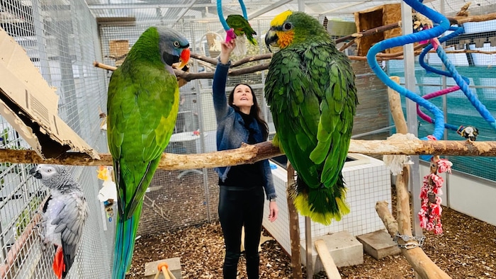 Über 200 Schützlinge haben bei der ARGE Papageienschutz ein Zuhause gefunden.