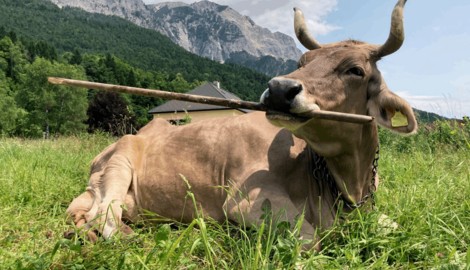 Von wegen „blödes Rindvieh“: Braunvieh Veronika weiß sich mit Gegenständen gut zu helfen – und ...