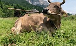 Von wegen „blödes Rindvieh“: Braunvieh Veronika weiß sich mit Gegenständen gut zu helfen – und ...