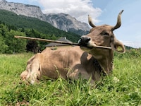 Von wegen „blödes Rindvieh“: Braunvieh Veronika weiß sich mit Gegenständen gut zu helfen – und ...