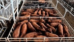 Heimische Bauern befürchten billige Konkurrenz aus Südamerika