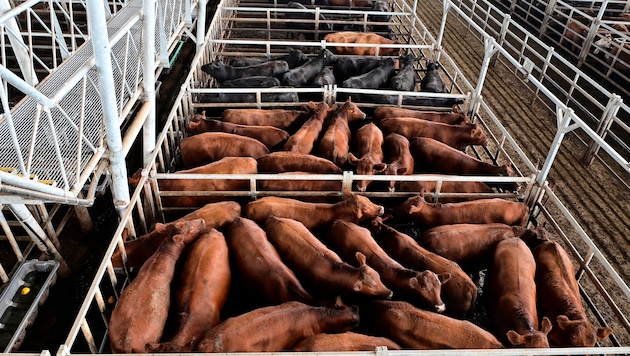 Local farmers fear cheap competition from South America