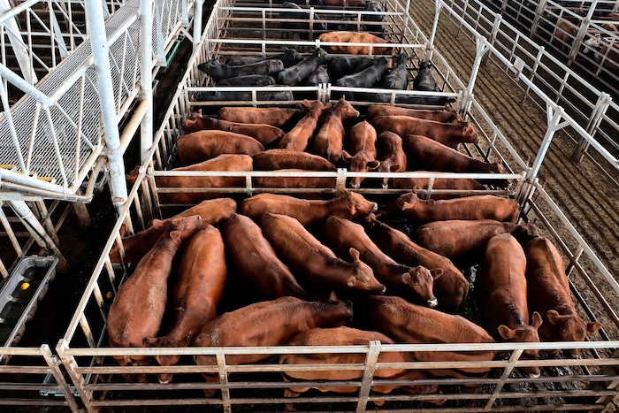 Heimische Bauern befürchten billige Konkurrenz aus Südamerika