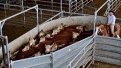 Kontrollen haben offenbar versagt.