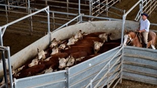 Kontrollen haben offenbar versagt.